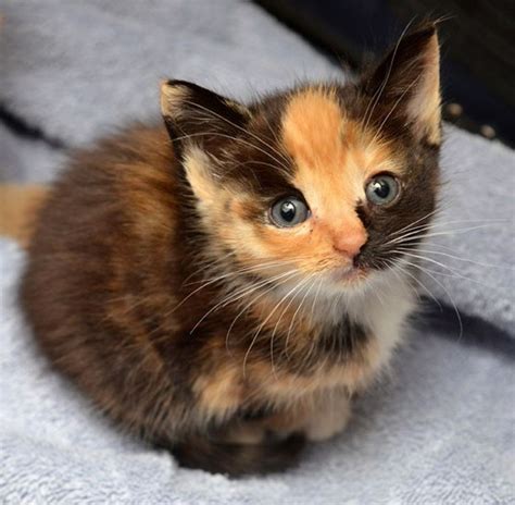 calico kitten finds warmth  love love meow