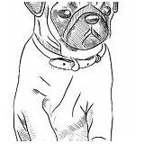 Pug Coloring Skecth Dog Bowl Inside Happy sketch template