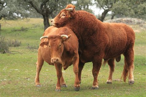 una vaca   toro se casaron  combatir la sequia cronica firme junto al pueblo