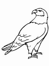 Falco Falke Stampare Falken Schaut Um Ausdrucken Roofvogels Kleurplaten Disegnare sketch template