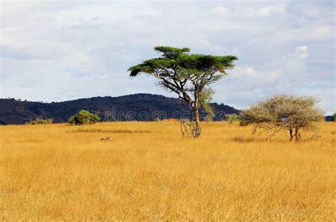 afrikaanse savanne stock afbeelding image  horizontaal