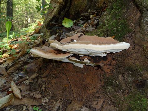 guide  identifying tree fungus     common types earthpedia earthcom