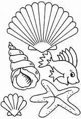Coloring Pages Shells Sea Shell Seashell Beach Seashells Ocean Kids Print Colouring Printable Plants Drawing Color Sheets Animals Creatures Different sketch template