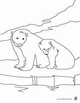 Coloring Polar Pages Bear Animals Bears Arctic Printable Musk Ox Color Hellokids Outline Drawing Print Choose Online Animal Getcolorings Getdrawings sketch template