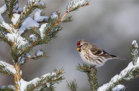 savvy winter bird photographer part  bh explora