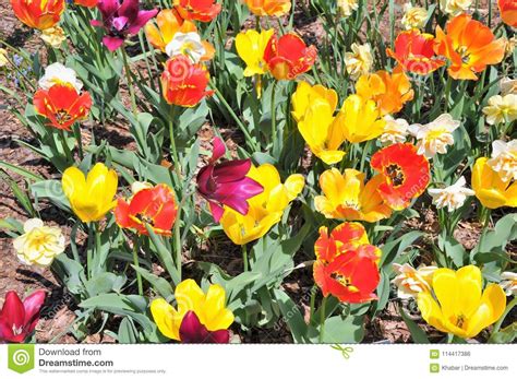 tulpen stock foto image  kleurrijk landschap symbool