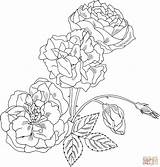 Coloring Rose Pages Roses Bush Printable Brabant Duchesse Drawing Intricate Clipart Supercoloring Plant Flower Flowers Getdrawings Library Thorns Drawings Difficult sketch template