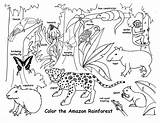 Rainforest Animals Amazon Habitat Coloring Pages Habitats Animal Draw sketch template