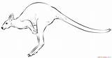 Kangaroo Draw Hopping Drawing Jumping Step Drawings Supercoloring Kids Cartoon Tutorials Animal Choose Board Cool Styles sketch template