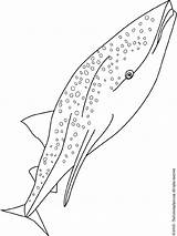 Requin Coloriage Whale Shark Poisson Coloring Pages Baleine Gif Colouring Poissons sketch template