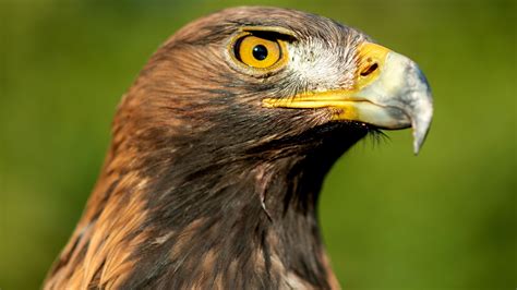 golden eagles  return  wales   years  conservation