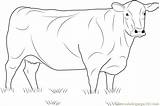 Angus Cow Coloring Pages Beef Cows Coloringpages101 Color Printable Sketch Print Template sketch template