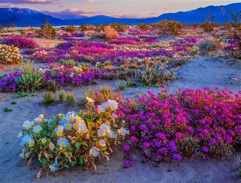 california    superbloom    weather