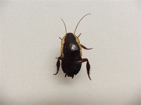 commercial residential professional cockroach treatment information