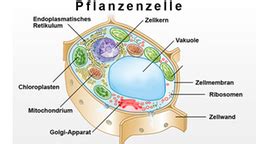 bakterien mikroorganismen natur planet wissen