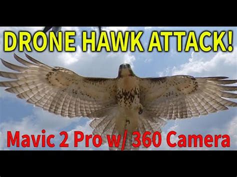 hawk attacks drone mavic pro    camera youtube