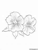 Petunia Coloring Pages Getcolorings Print Color sketch template