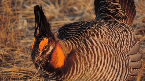 One Tough Bird Greater Prairie Chickens Pay Turbine Fields No Mind