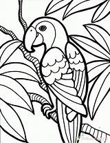 Papuga Kolorowanki Dla Wydruku sketch template