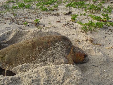 dark skies essential for sea turtle nesting season nasa