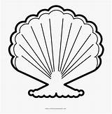 Seashell Coloring Drawing Clipartkey sketch template