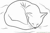 Cat Coloring Sleeping Bed Her Pages Coloringpages101 Cats Printable Kids Print sketch template