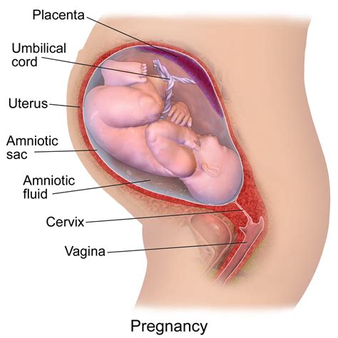 cock in cervix diagram