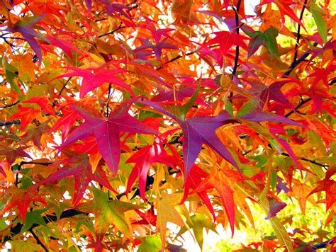 autumn leaves  stock photo public domain pictures