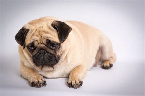 overweight dog  symptoms exercise diet food