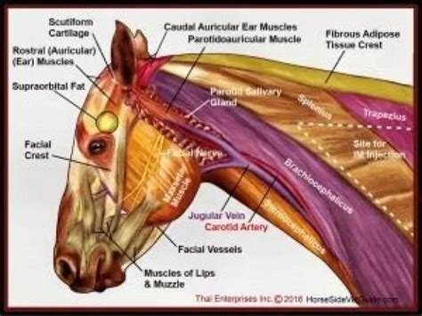 squelette des animaux medicine medicine anatomy horse anatomy