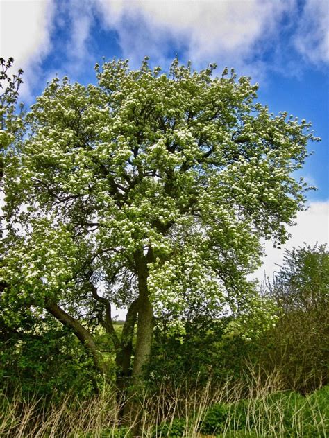 Pears Tree Guide Uk Two Species Of Pears Are In Flower Now