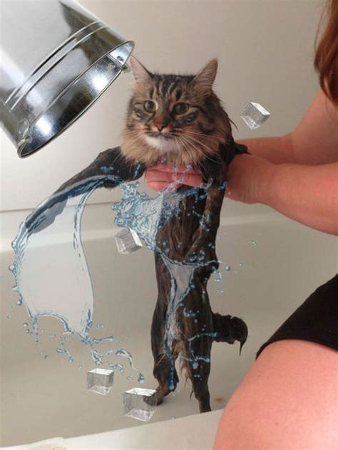 this new wet cat meme is dominating the internet 40 pics