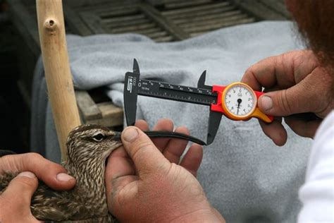 patuxent wildlife research center wildlife monitoring tools