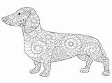 Coloring Vector Adults Dachshund Book Dog Zentangle Adult Illustration sketch template