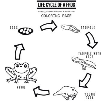 life cycle   frog coloring clipart  clipart creationz tpt