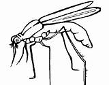 Mosquito Insects Coloringcrew Designlooter sketch template