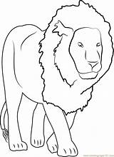 Lion Coloring Coloringpages101 Pages sketch template