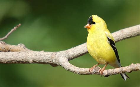 goldfinch computer background coolwallpapersme