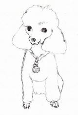 Coloring Pages Poodles Sketch Poodle Drawing Dog Drawings Outline Print Realistic Book Toy French Colouring Printable Puppy Color Template Popular sketch template