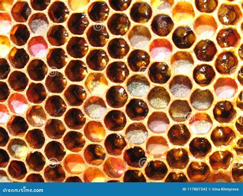 bijenhoningraten van de bijenkorf stock foto image  maak honingraat