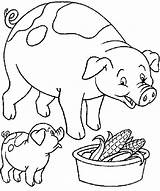 Coloriage Colorat Porco Ferme Fazenda Animale Animais Animaux Purcelusi Granja Cochon Porcelets Papai P56 Pintar Porcos Colorier Cerdo Mange Coloriages sketch template