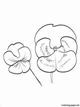 Pansy Drawing Getdrawings Coloring sketch template