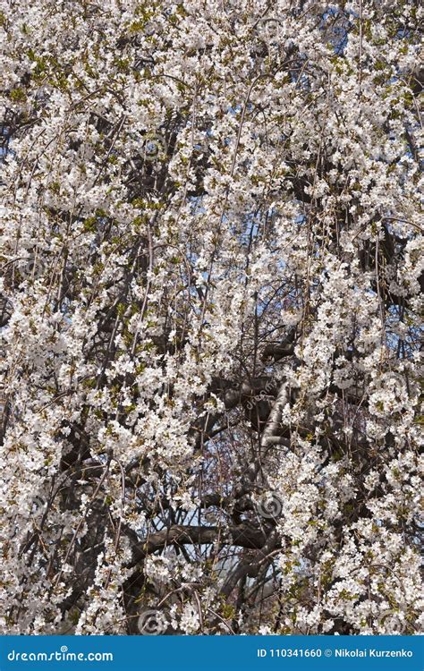 weeping yoshino cherry tree  blossom stock photo image  flower