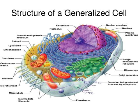 central vacuole function  animal cell  central function   vacuole plant  animals