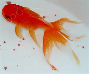 FAQs About Goldfish Disease/Health 15