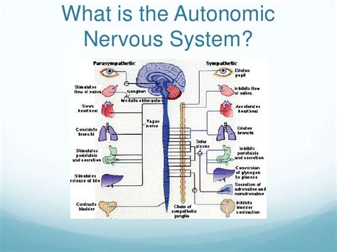 The Autonomic Nervous System And Yoga