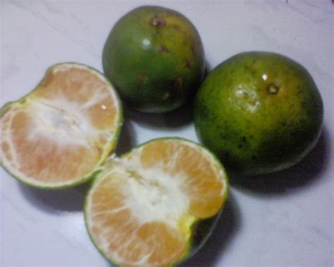 caraka purwo wibisono mengenal manfaat  khasiat buah jeruk limau
