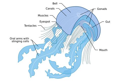 jellyfish anatomy google search zoology pinterest jellyfish