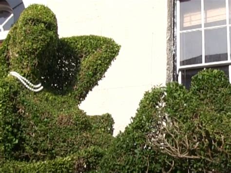 Topiarist Sickened By Drunk People Simulating Sex With His Woman