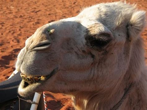 camel face photo